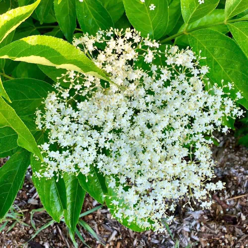 Nova Elderberry - Taiga Farm & Seed