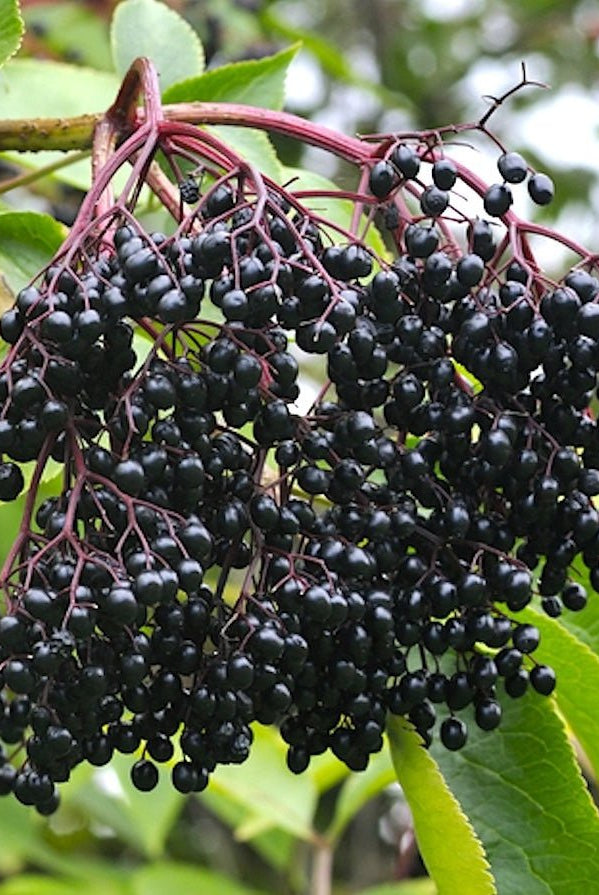 Nova Elderberry - Taiga Farm & Seed
