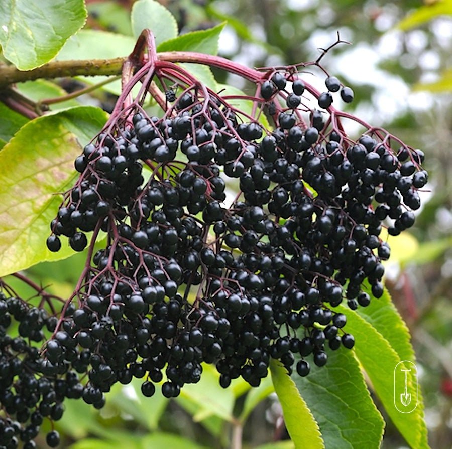 Nova Elderberry - Taiga Farm & Seed