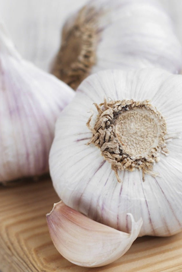 Romanian Red Certified Organic Garlic - Taiga Farm & Seed