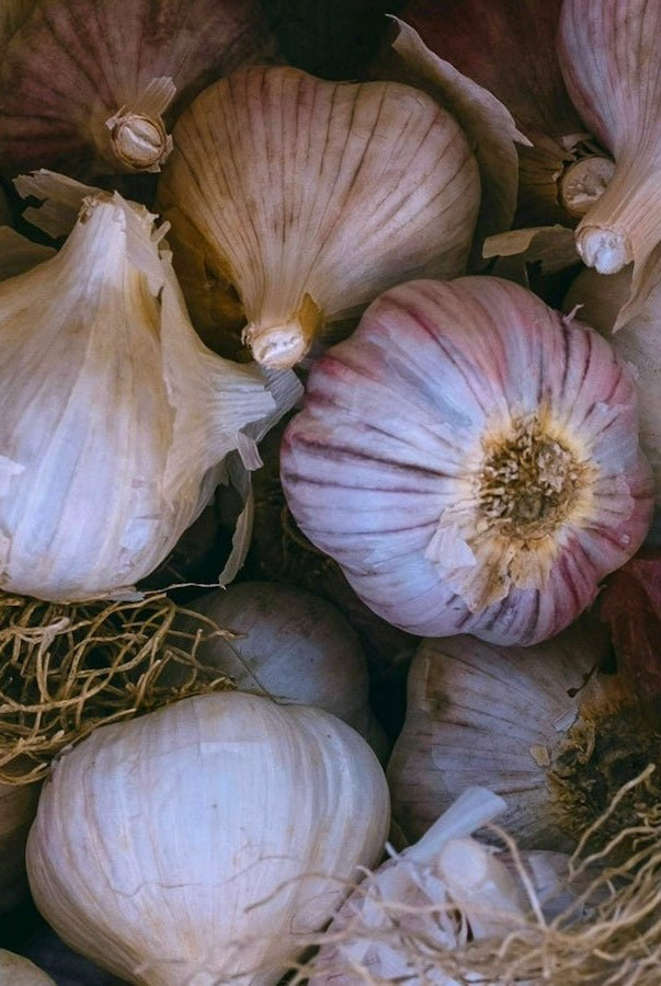 Russian Inferno Certified Organic Garlic - Taiga Farm & Seed