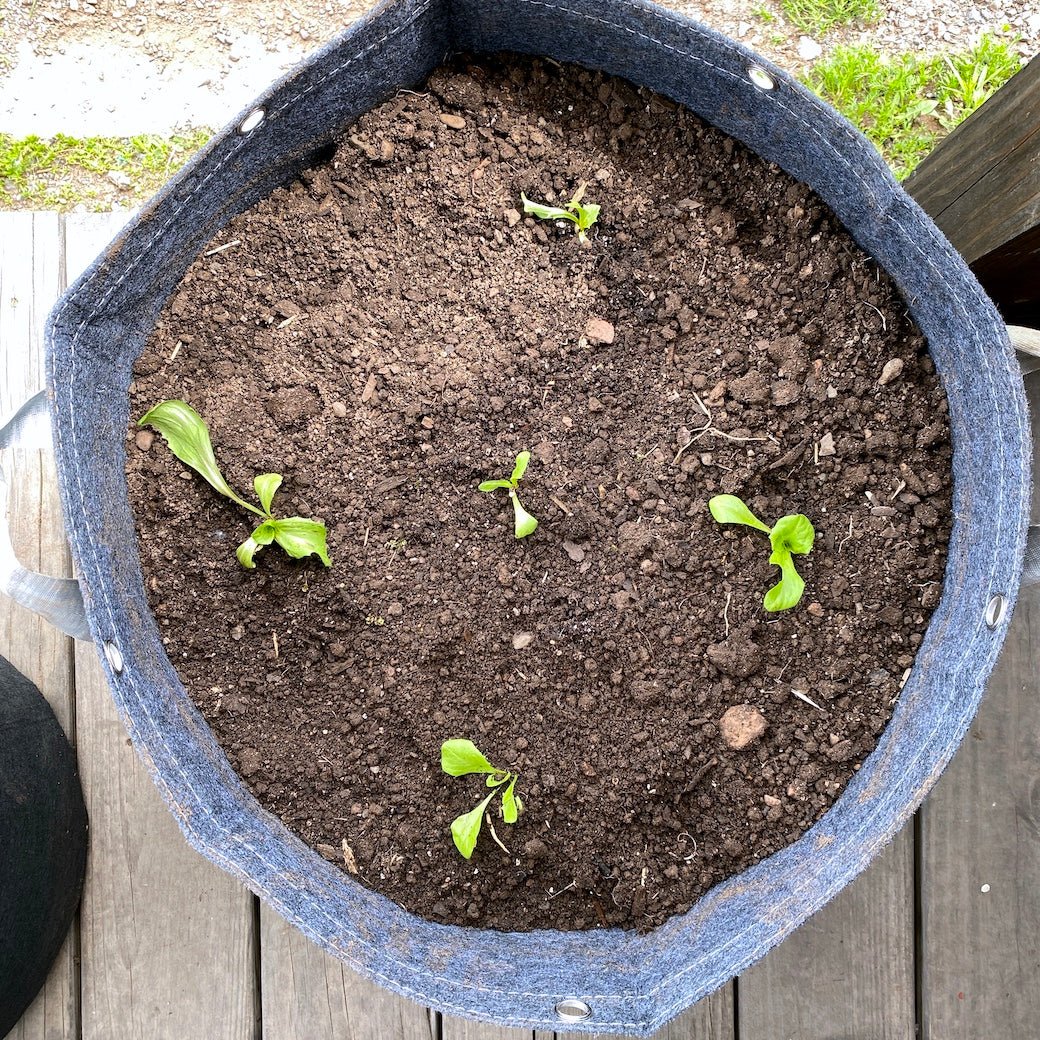 Salad in a Tote Workshop—July 2 - Taiga Farm & Seed