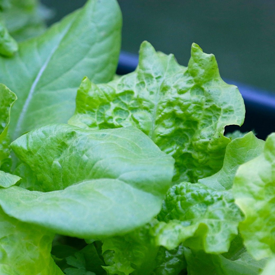 Salad in a Tote Workshop—July 2 - Taiga Farm & Seed