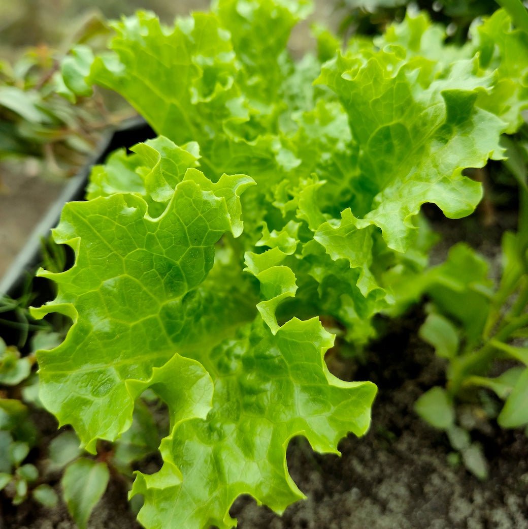 Salad in a Tote Workshop—July 2 - Taiga Farm & Seed