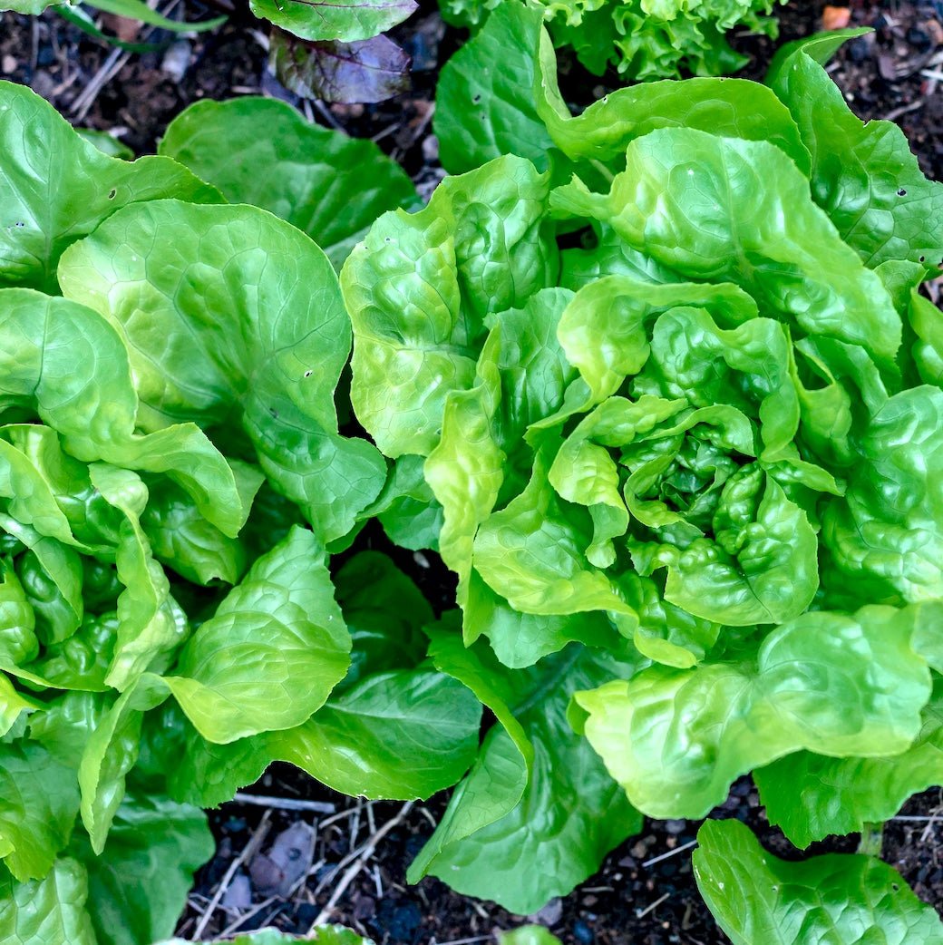 Salad in a Tote Workshop—July 2 - Taiga Farm & Seed