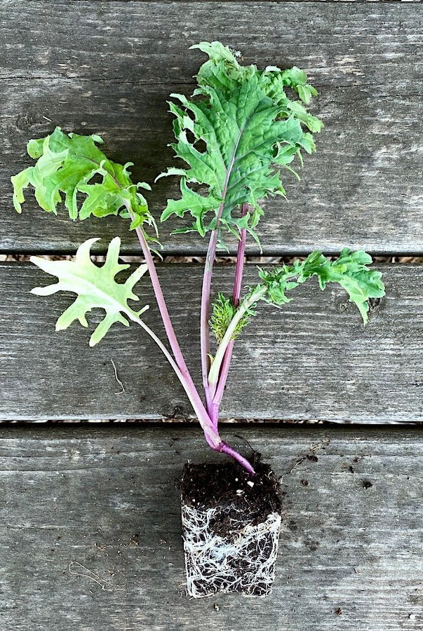 Seed Starting Class - Taiga Farm & Seed