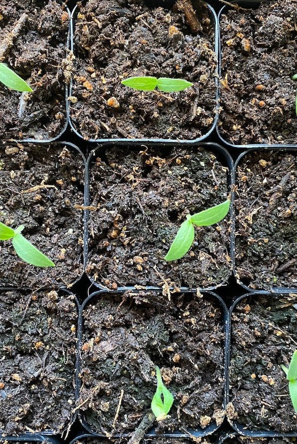 Seed Starting Class - Taiga Farm & Seed