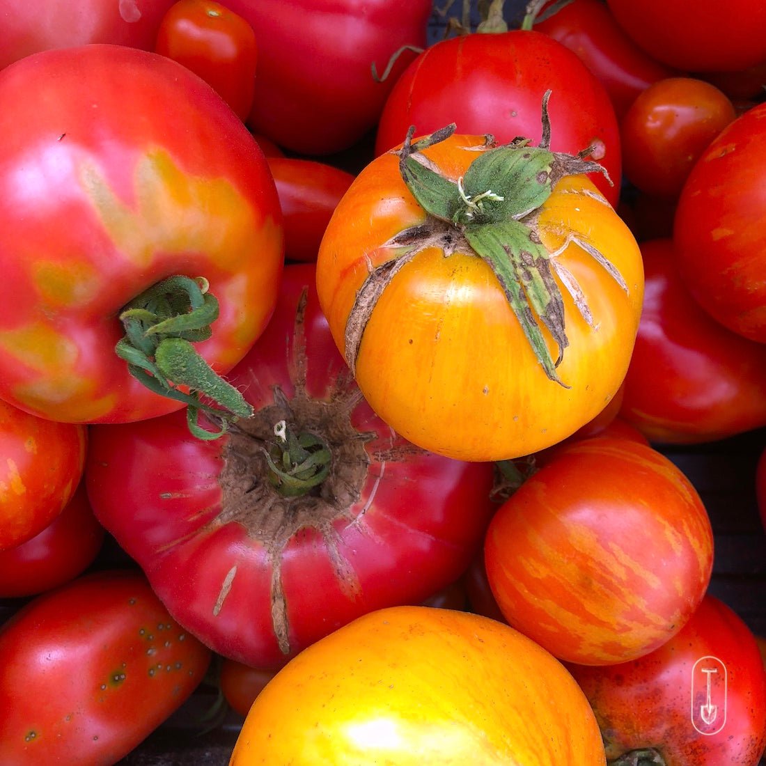 Small Garden Seed Collection - Taiga Farm & Seed