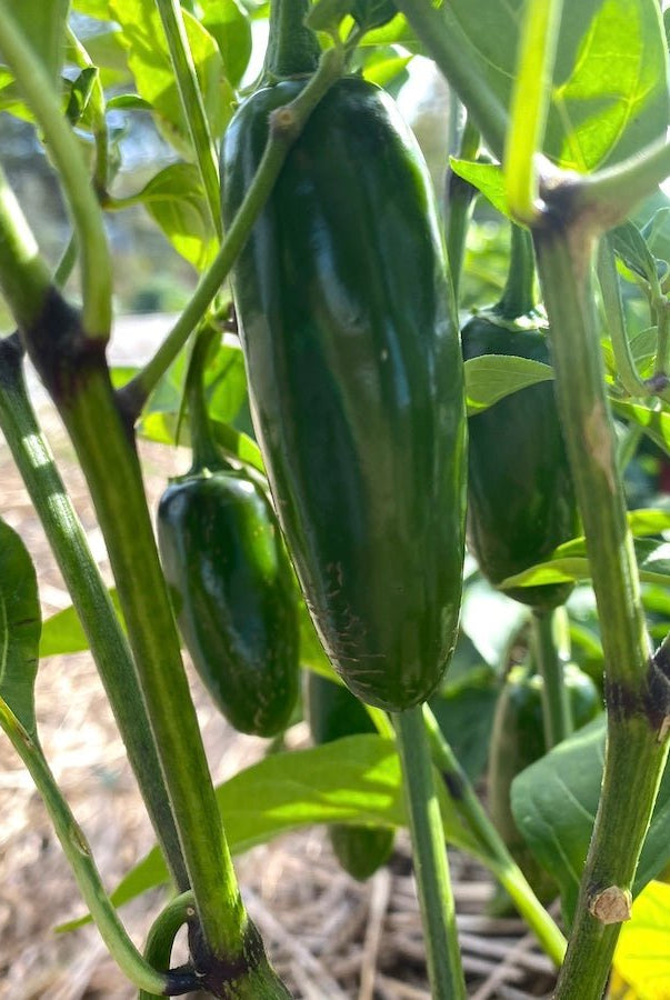 Urban Farm Seed Collection - Taiga Farm & Seed