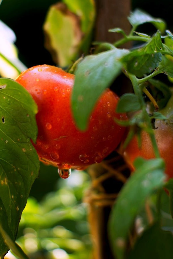 Urban Farm Seed Collection - Taiga Farm & Seed