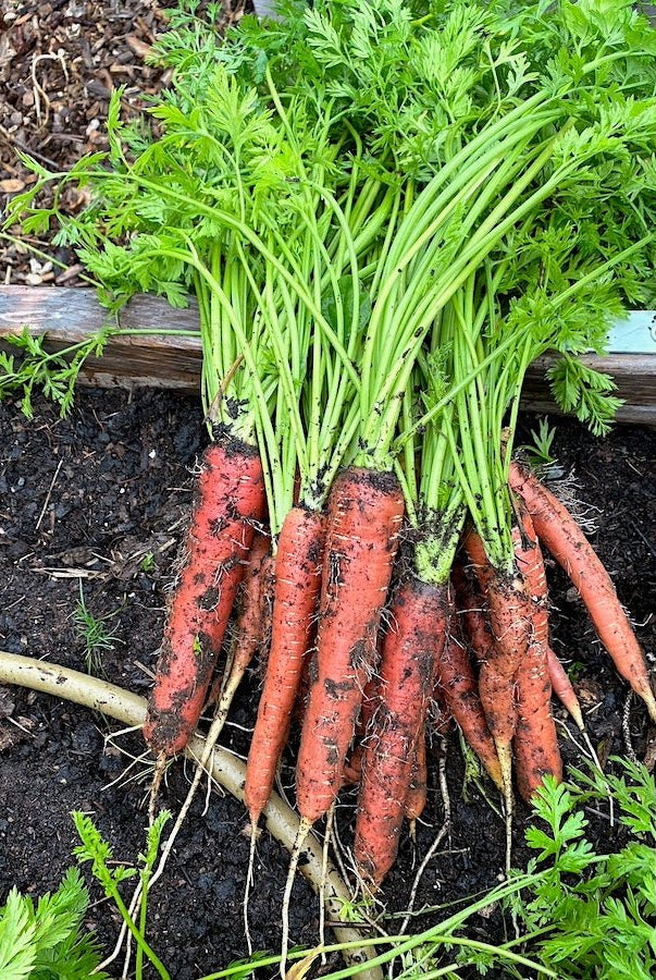 Urban Farm Seed Collection - Taiga Farm & Seed