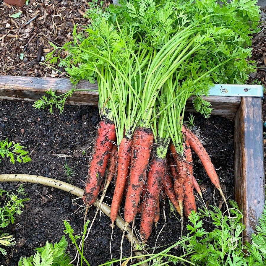 Urban Farm Seed Collection - Taiga Farm & Seed