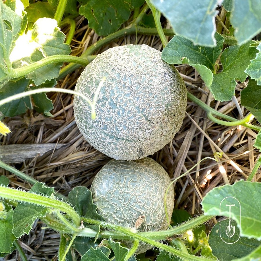 Taiga Farm and Seed Two Canteloup