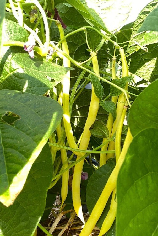 Taiga Farm and Seed Yellow Wax Beans