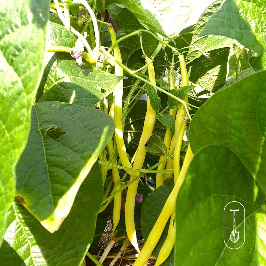 Taiga Farm and Seed Yellow Wax Beans
