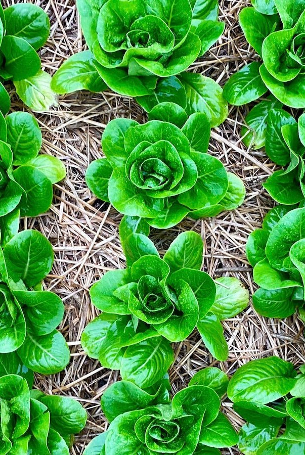 Taiga Farm and Seed Baby Romaine Lettuce