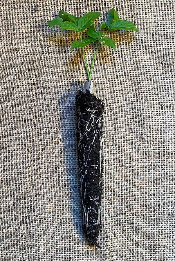 Wyldewood Elderberry - Taiga Farm & Seed