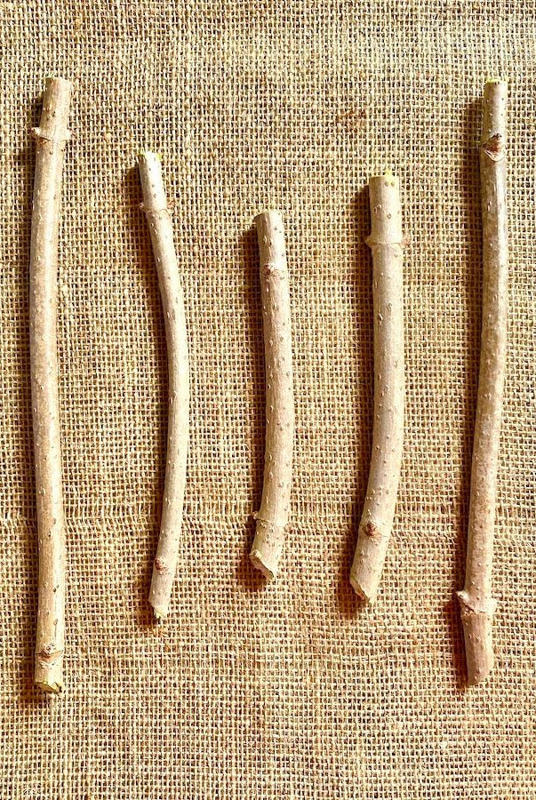 Wyldewood Elderberry - Taiga Farm & Seed