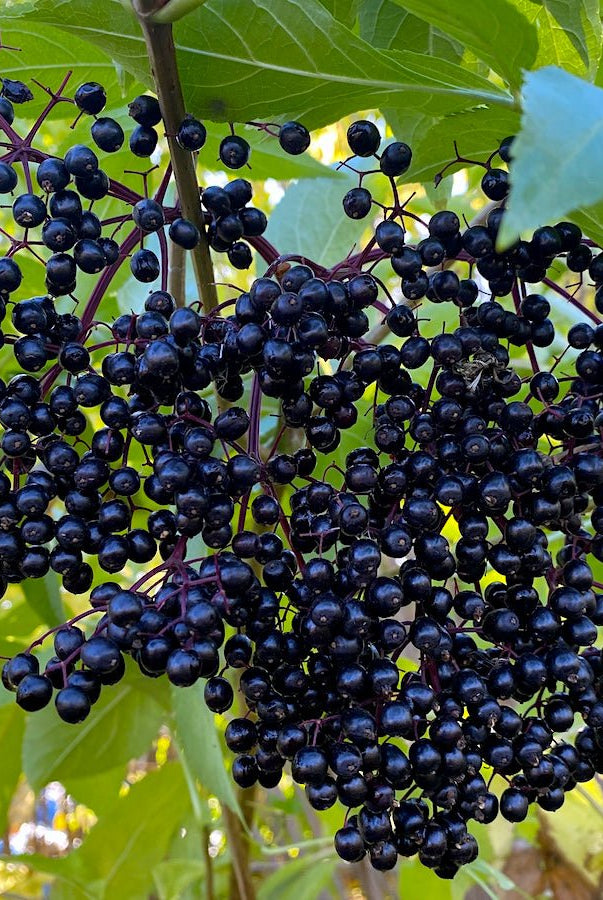 Wyldewood Elderberry - Taiga Farm & Seed