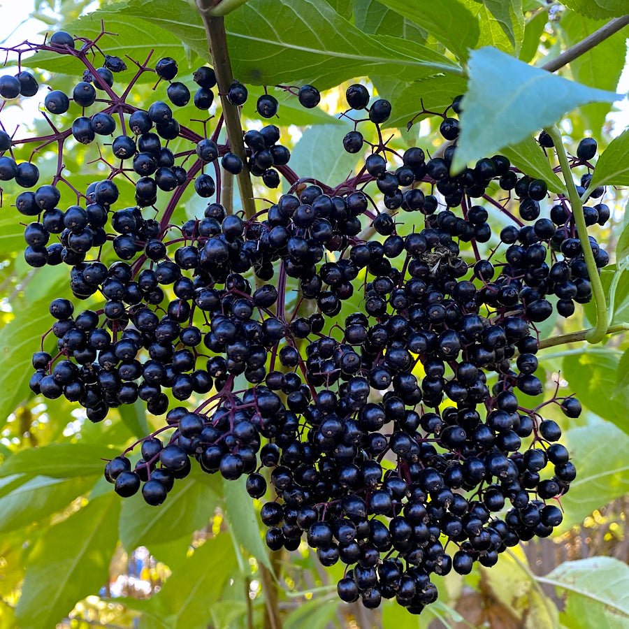 Wyldewood Elderberry - Taiga Farm & Seed