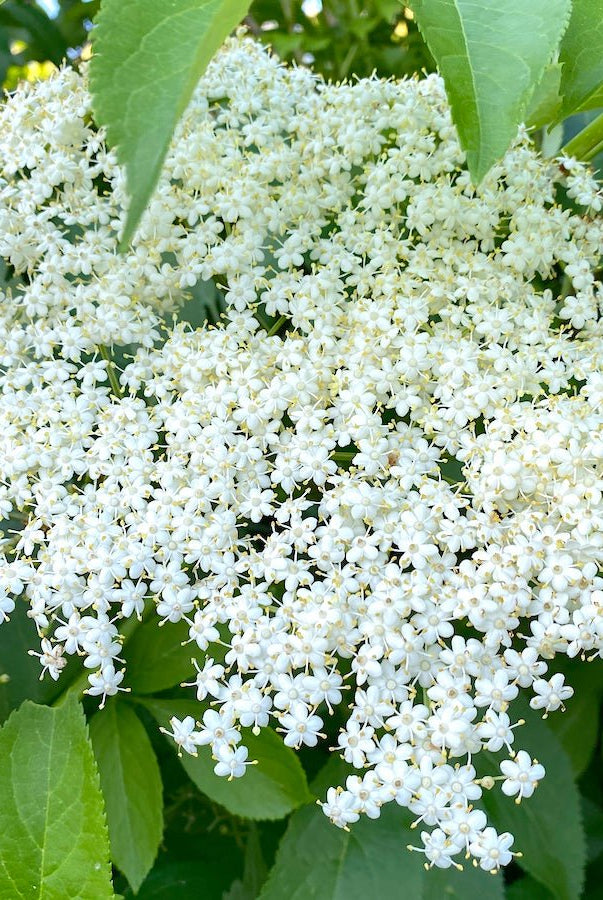 Wyldewood Elderberry - Taiga Farm & Seed