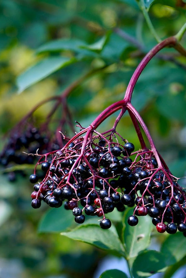 York Elderberry - Taiga Farm & Seed