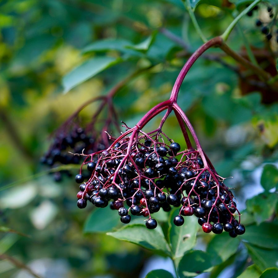 York Elderberry - Taiga Farm & Seed