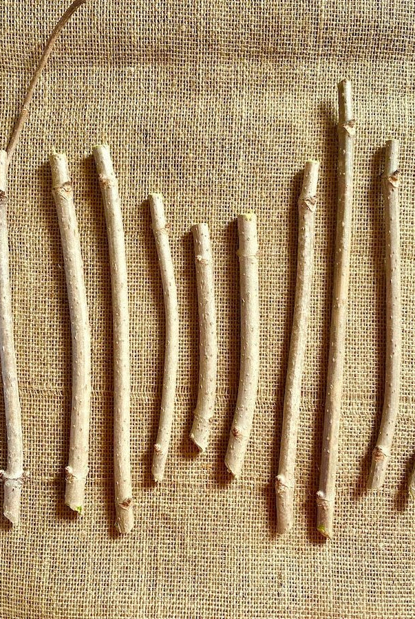 York Elderberry - Taiga Farm & Seed