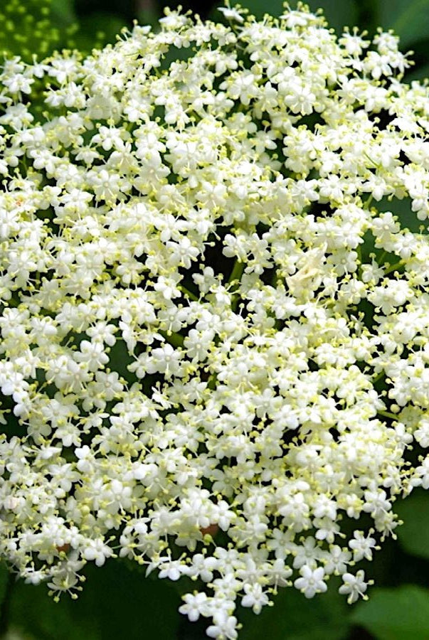 York Elderberry - Taiga Farm & Seed