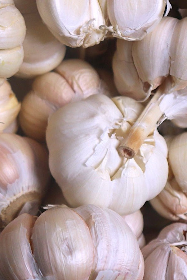 Zemo Certified Organic Garlic - Taiga Farm & Seed