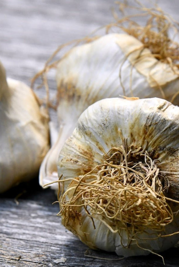 Zemo Certified Organic Garlic - Taiga Farm & Seed