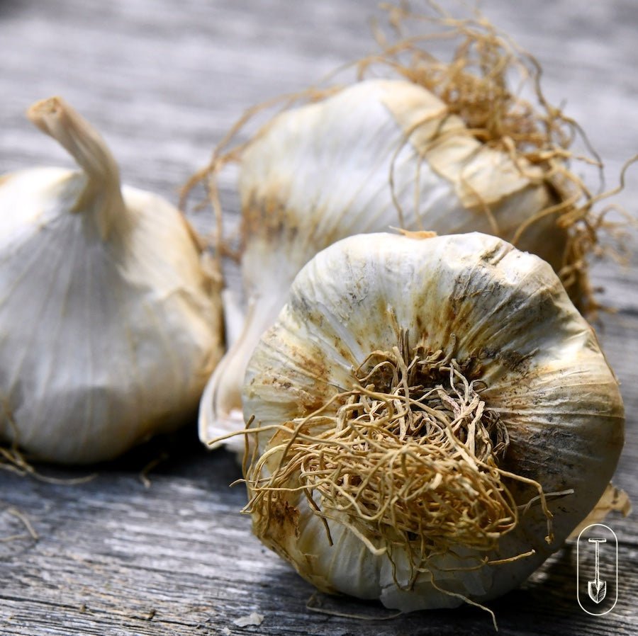 Zemo Certified Organic Garlic - Taiga Farm & Seed