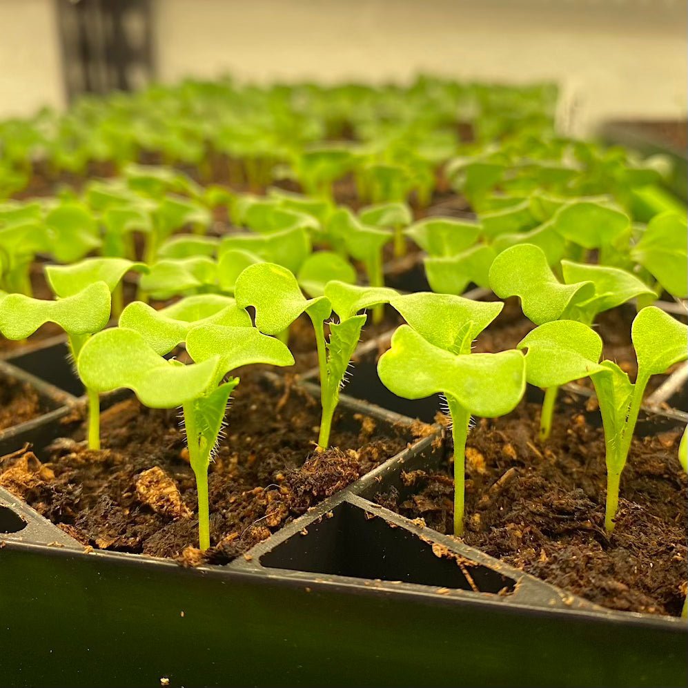 Welcome to Cultivate - Taiga Farm & Seed