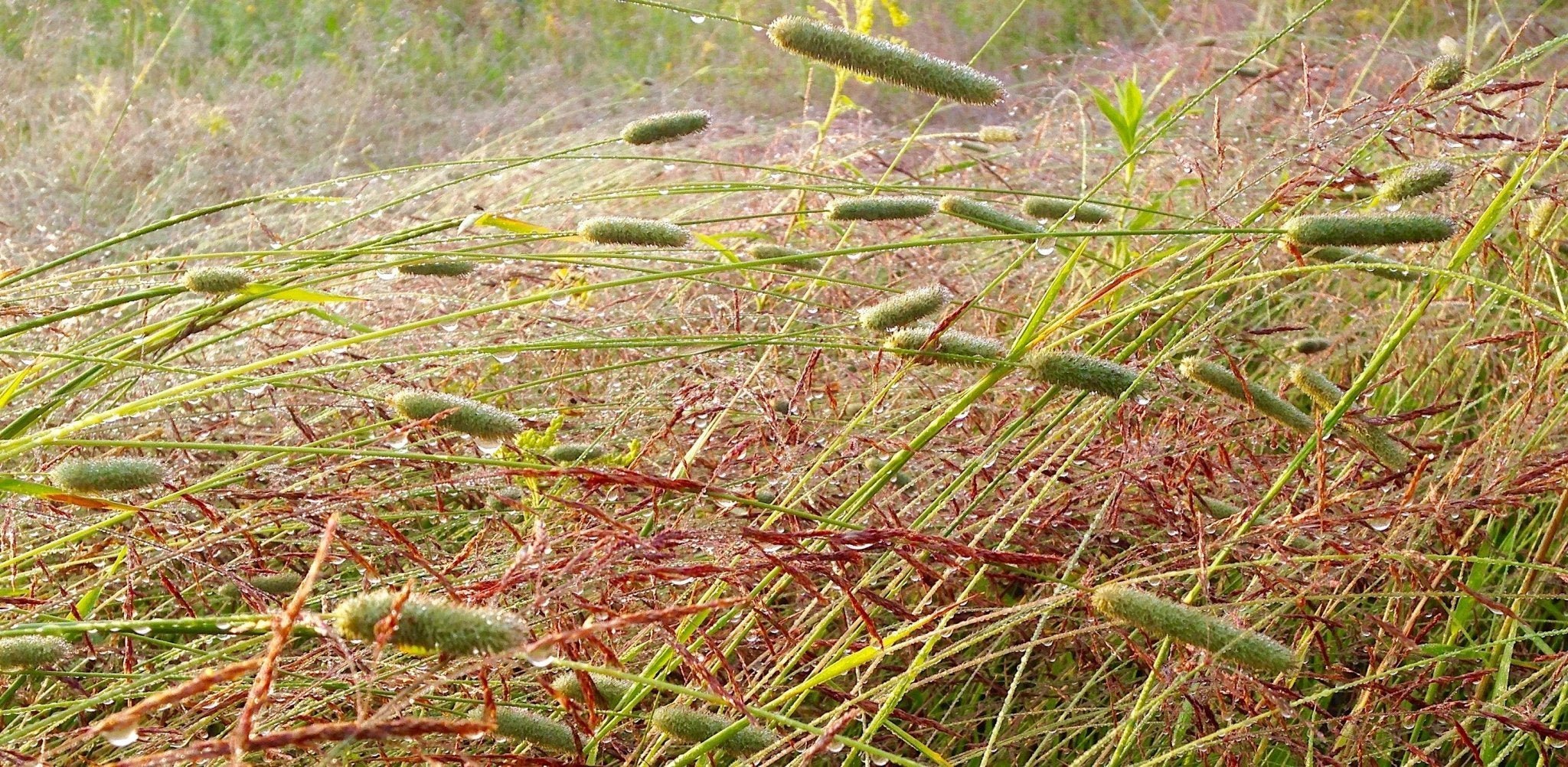 Fall Planting - Taiga Farm & Seed