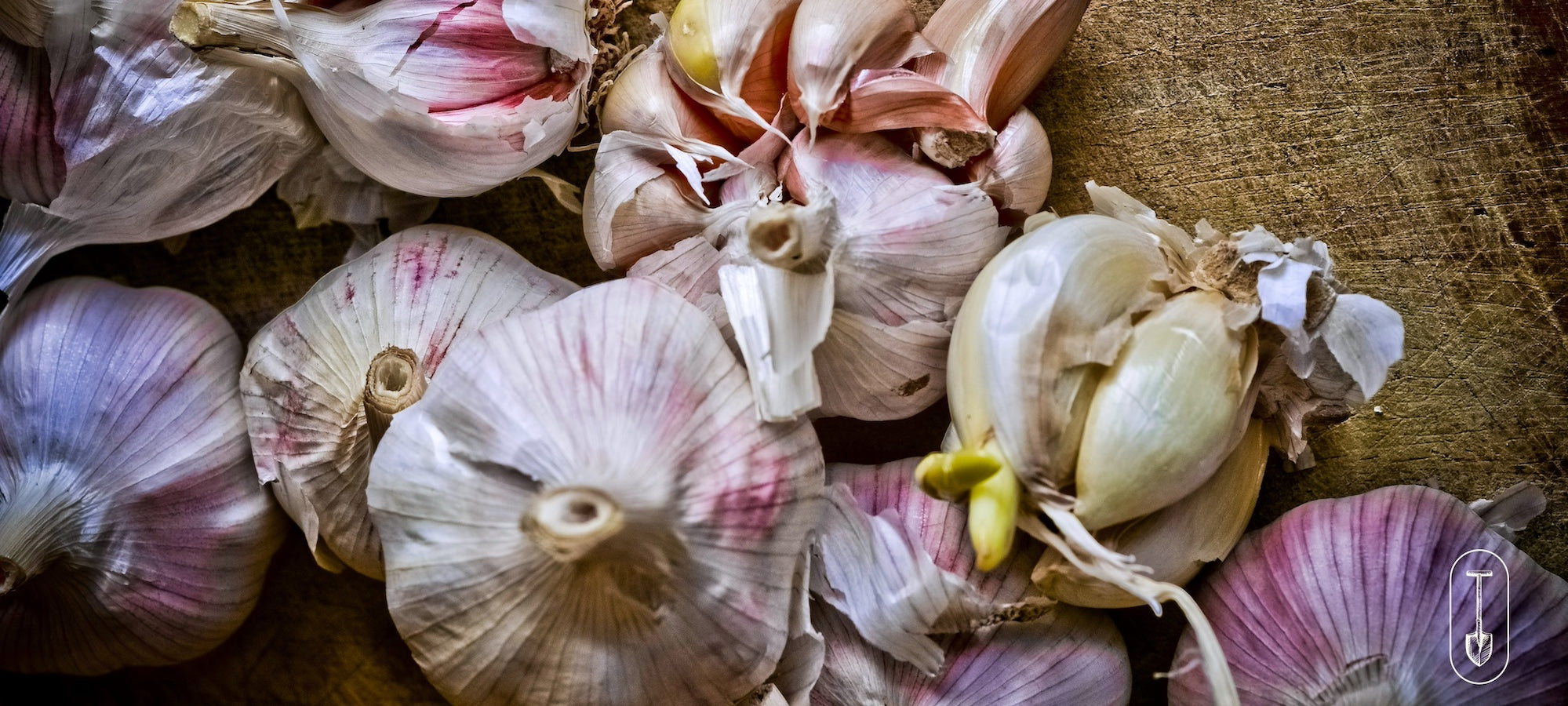 Garlic Bulbs - Taiga Farm & Seed