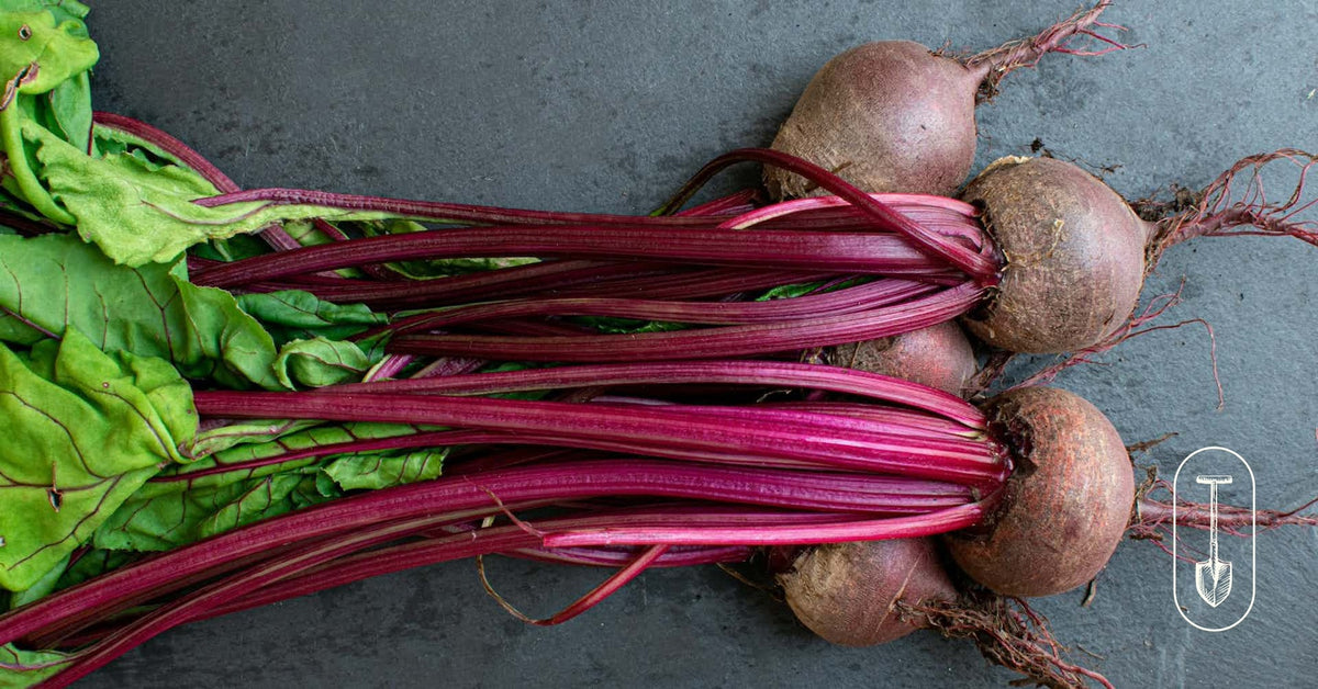 freshly harvested beets with tops