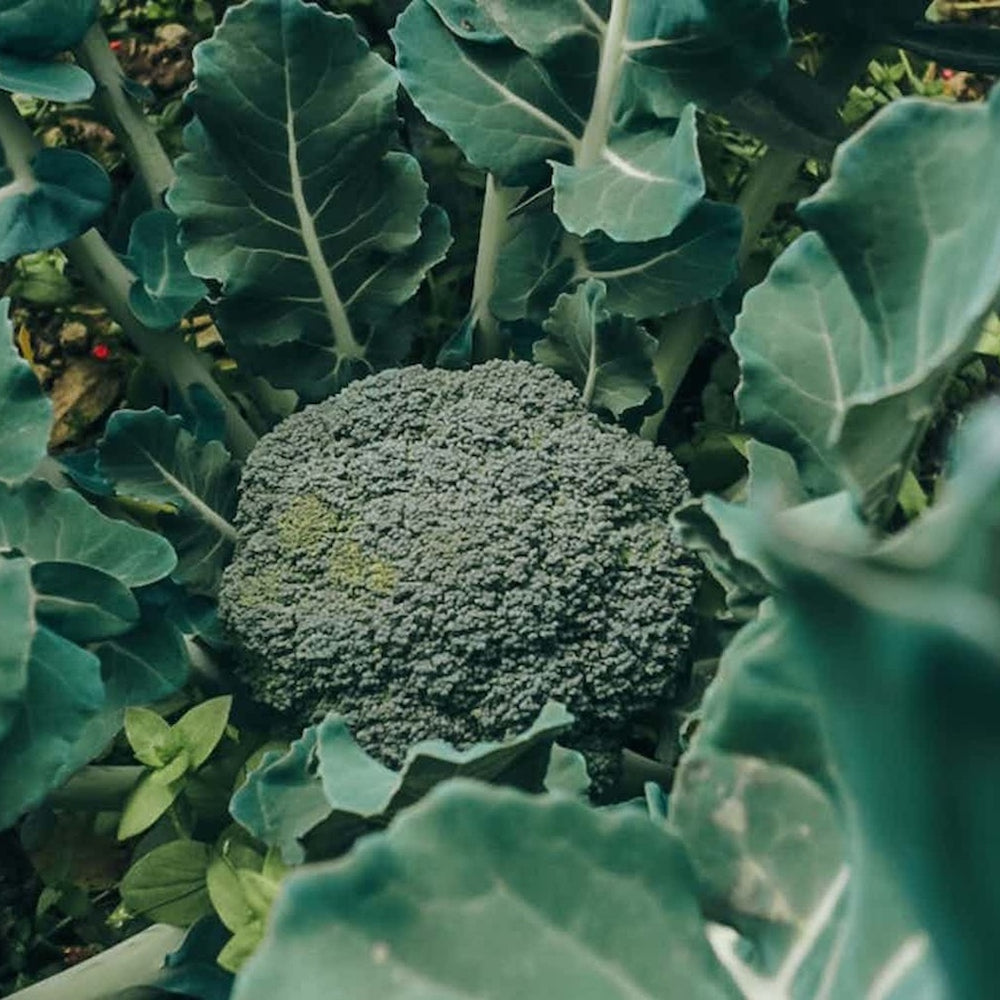 Taiga Farm and Seed Close Up Broccoli in the Garden