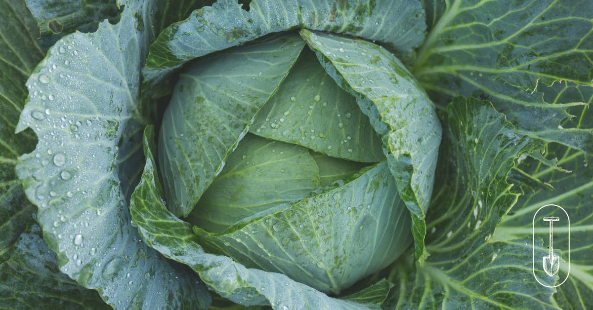 Taiga Farm and Seed Large Cabbage to Harvest