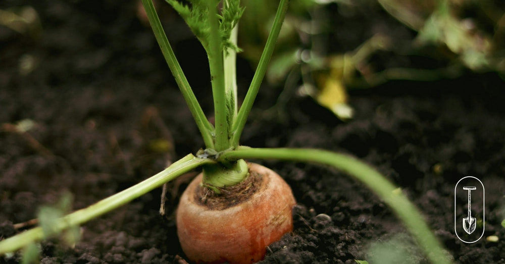 Growing carrot in the garden