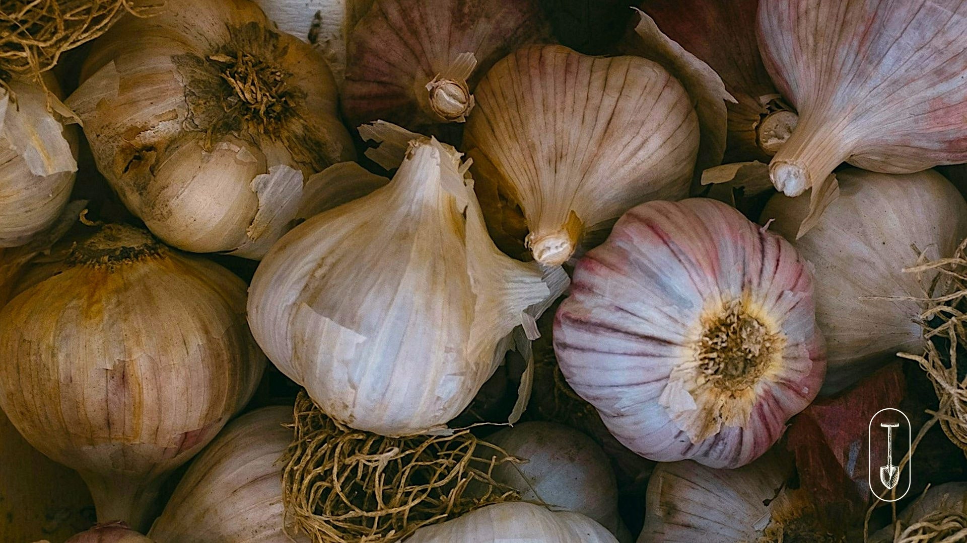 Taiga Farm and seed Garlic Bulbs