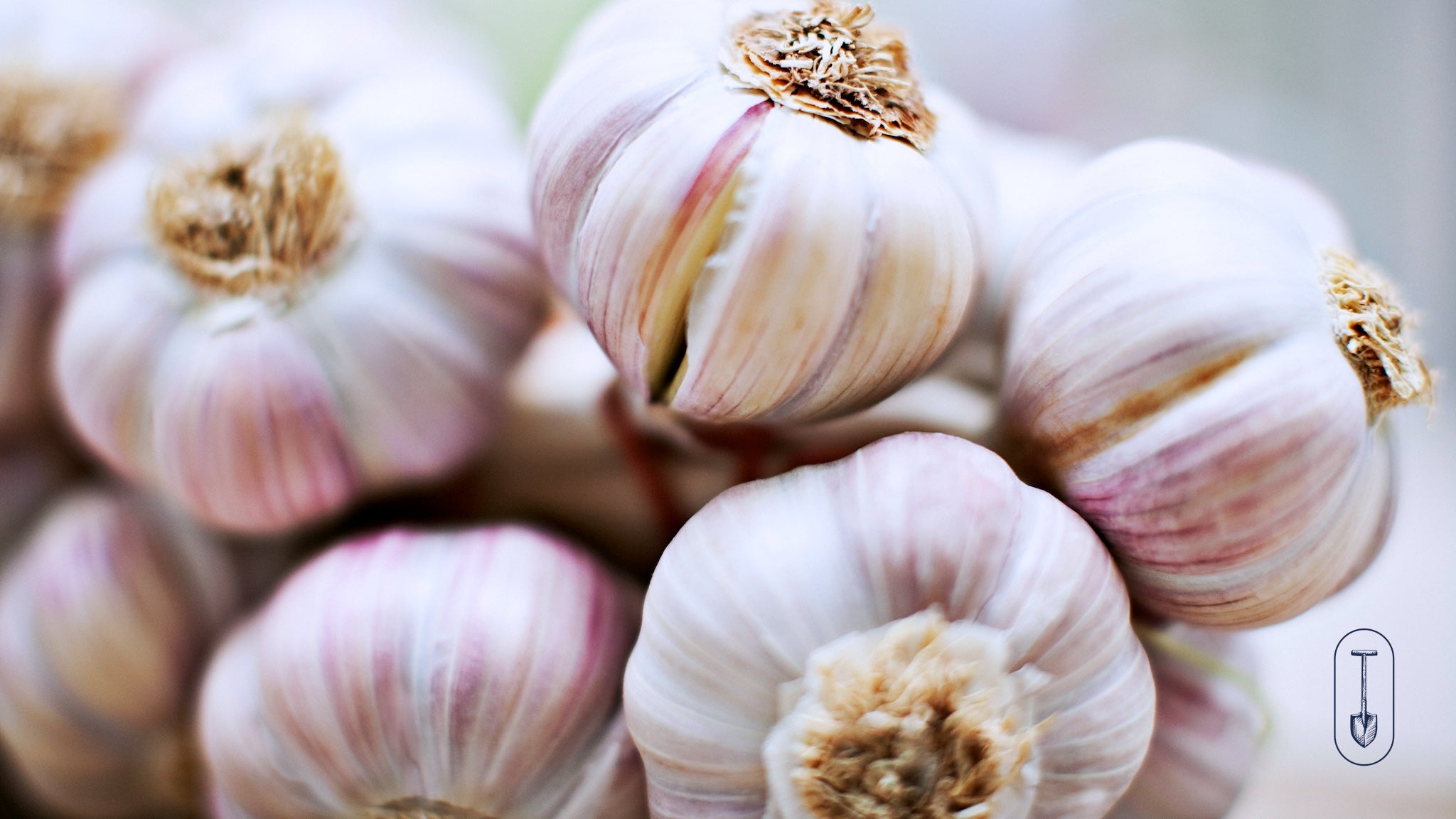 Taiga Farm and Seed Trio of Purple Striped Garlic Bulbs Close Up