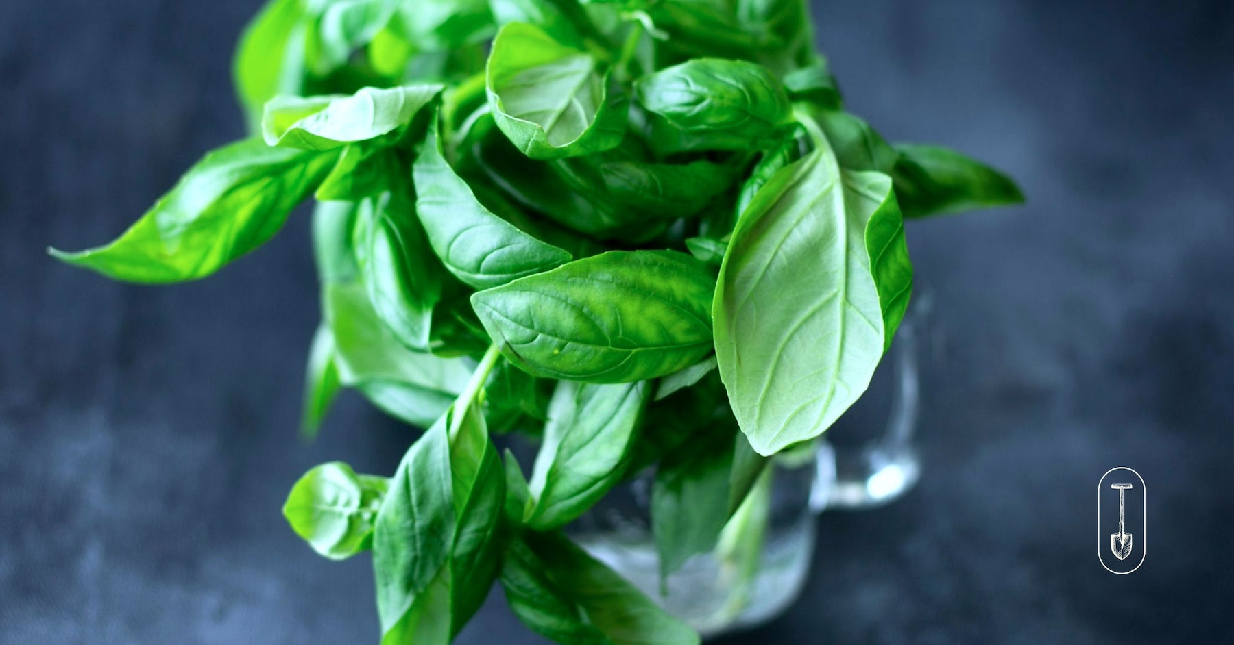 Taiga Farm and Seed Fresh Basil in a Jar