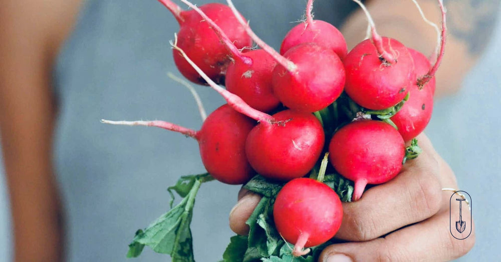 Taiga Farm and Seed Woman Holding Out a Handful of Radishes