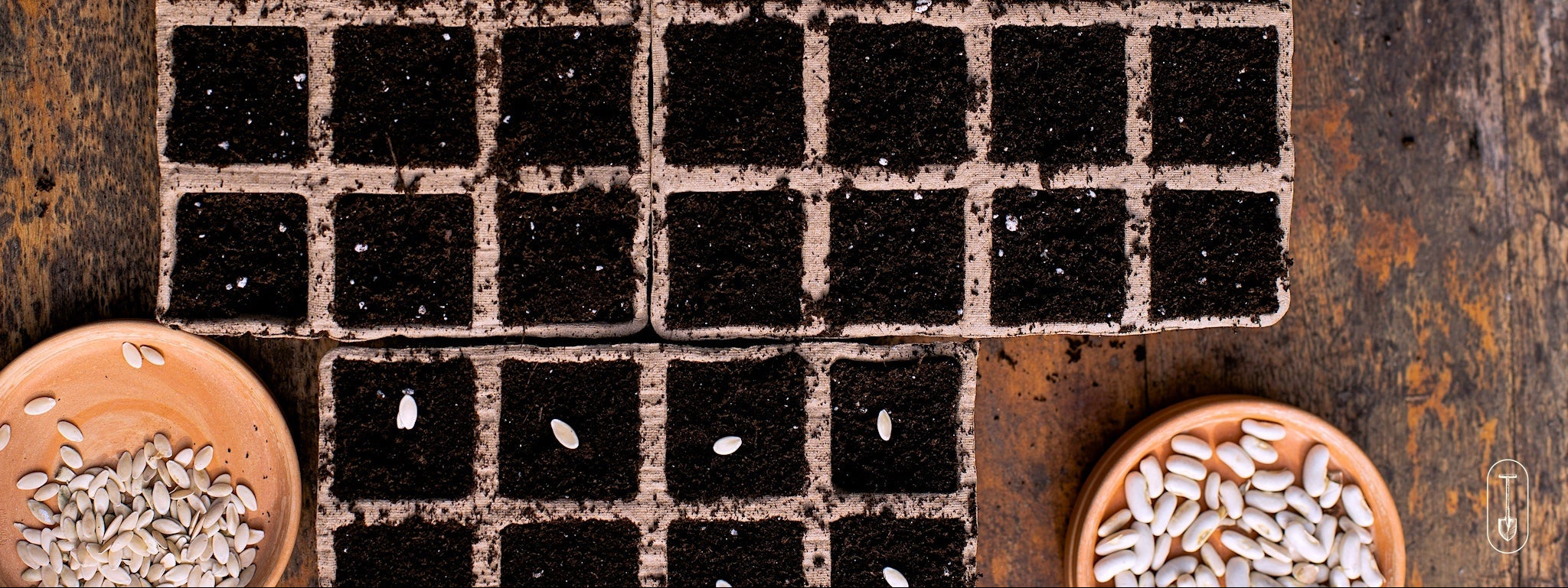 Seedling tray with small plants on a rustic surface