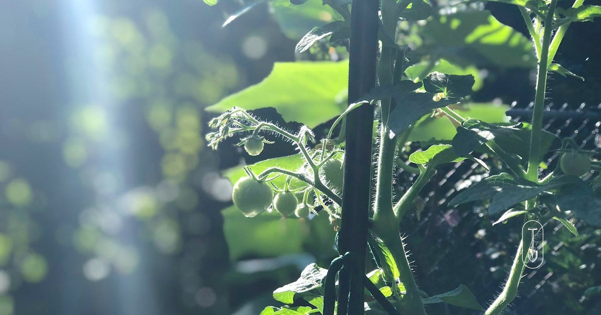 Taiga Farm and Seed Baby Cherry Tomatoes in the Sun