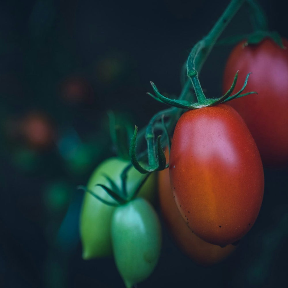 Taiga Farm and Seed Roma Tomatoes