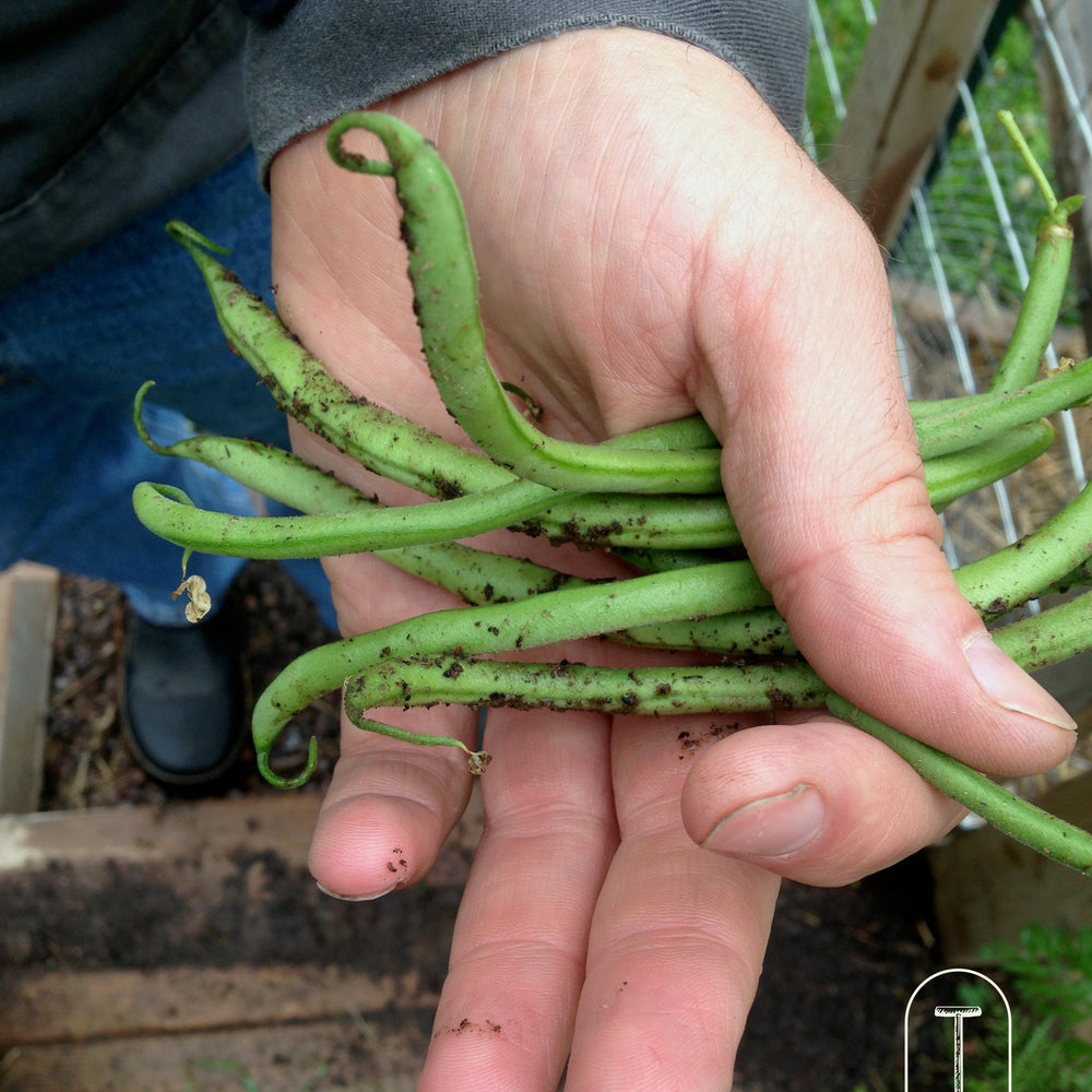 Taiga Farm and Seed Dad's Hand Holding Fresh Picked Beans