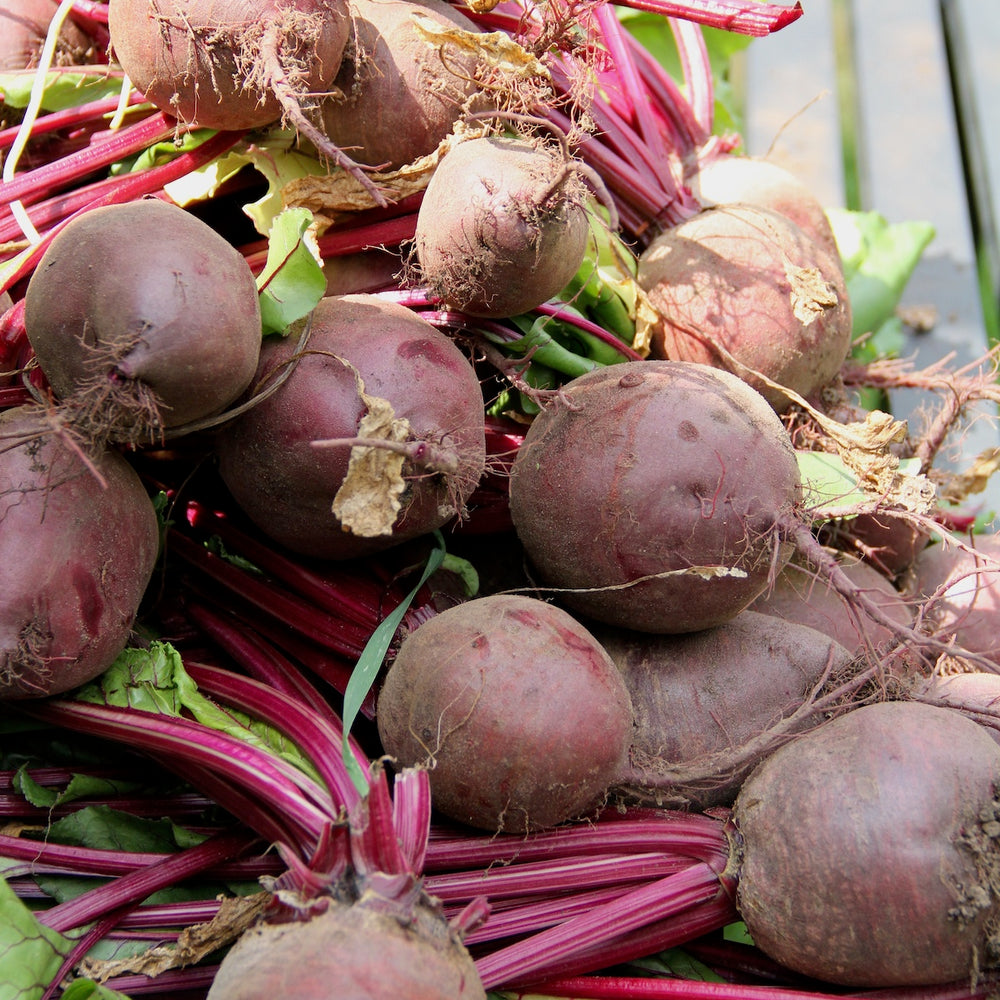 Taiga Farm and Seed Just Picked Beets on the Patio Table