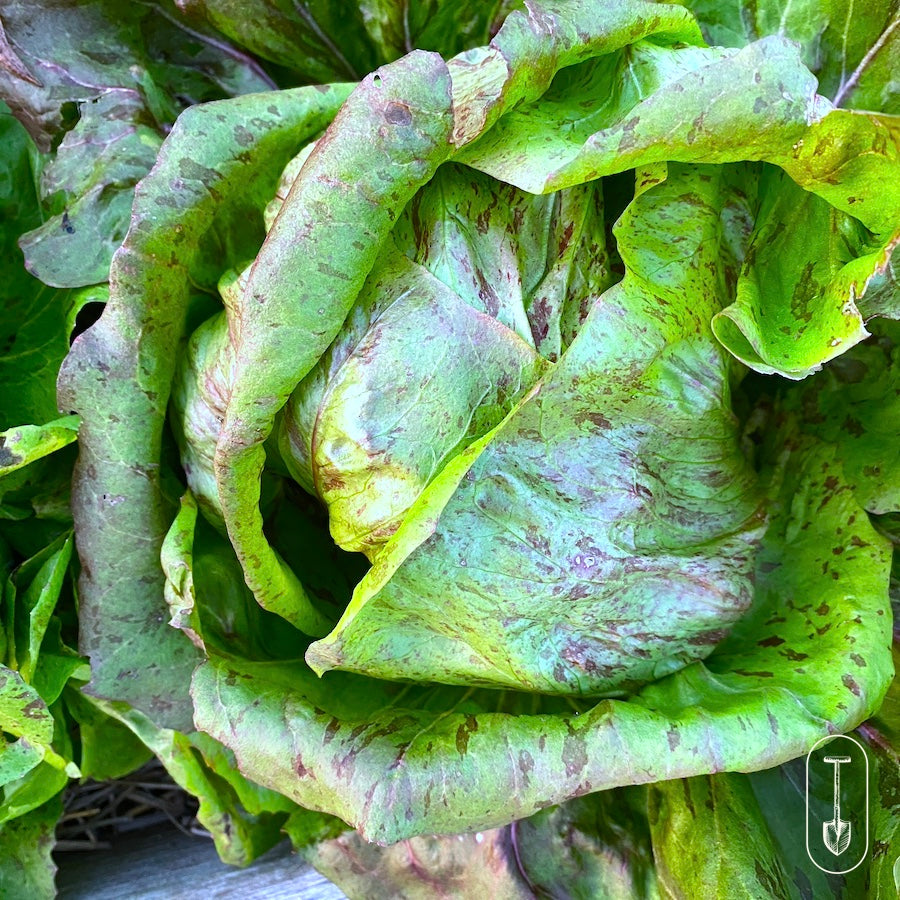 Ready to harvest Italian Radicchio