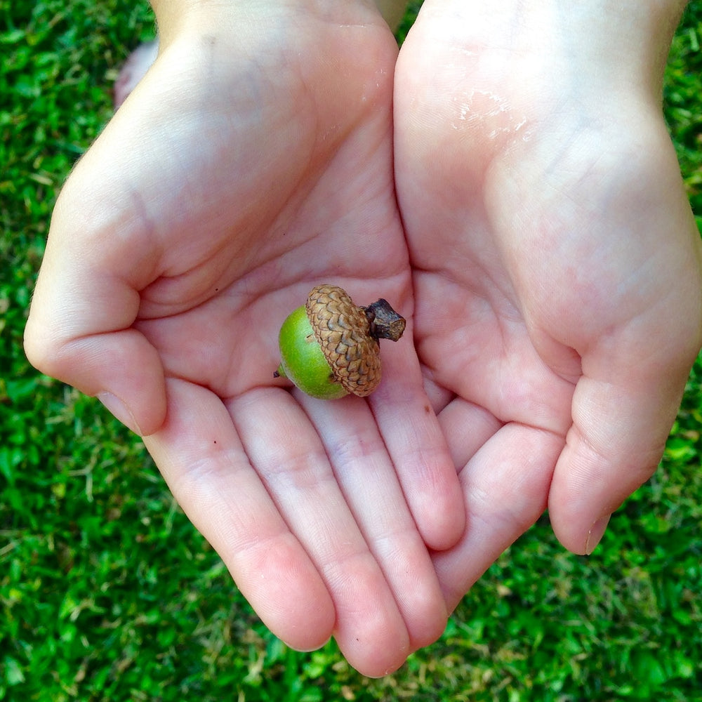 Taiga Farm and Seed Giving Hands Holding an Acorn